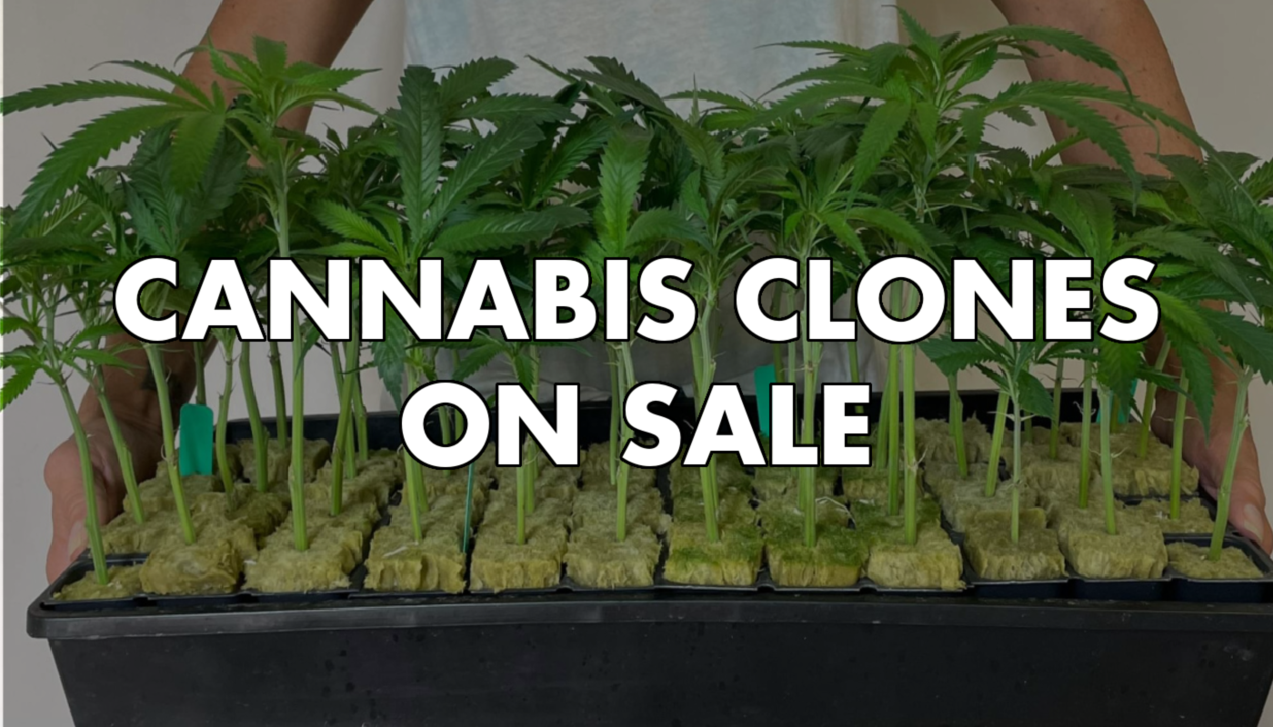 420-sale-cannabis-clones.png